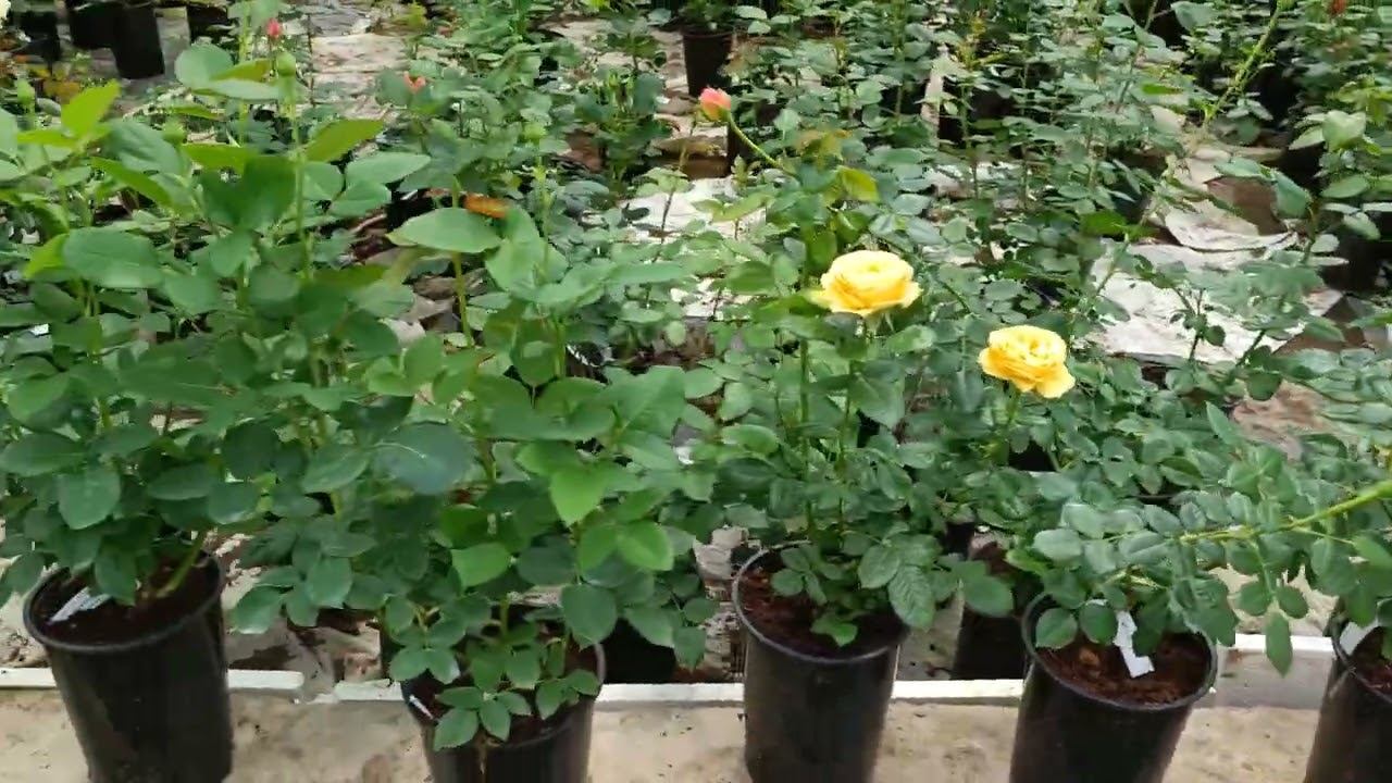 Обзор роз 20.06.2023 смотреть онлайн