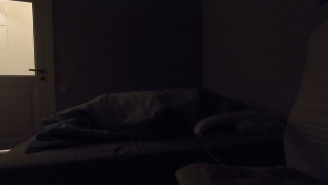 Прятки с Французский бульдогом!!