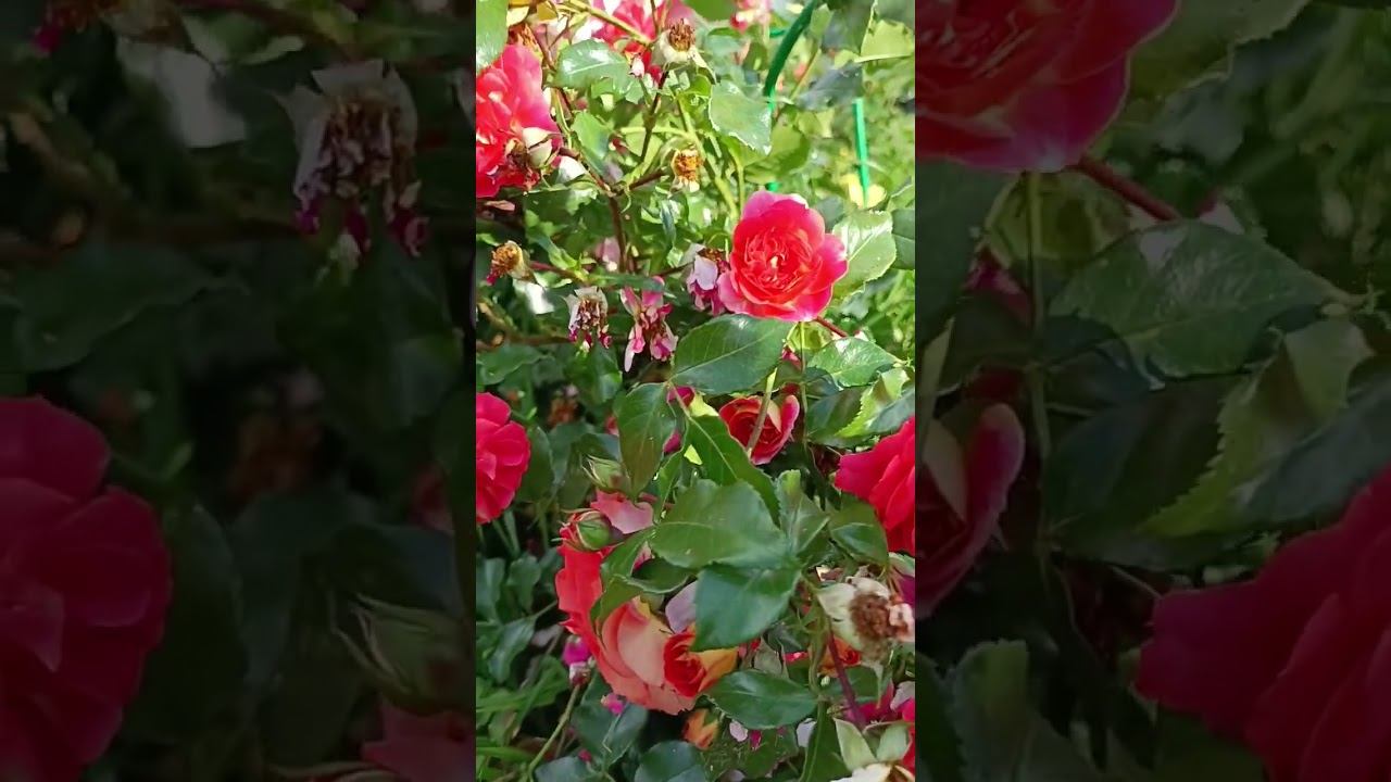 Gebruder Grimm Гебрюдер гримм Kordes Германия, 2002 Флорибунда (Floribunda) смотреть онлайн