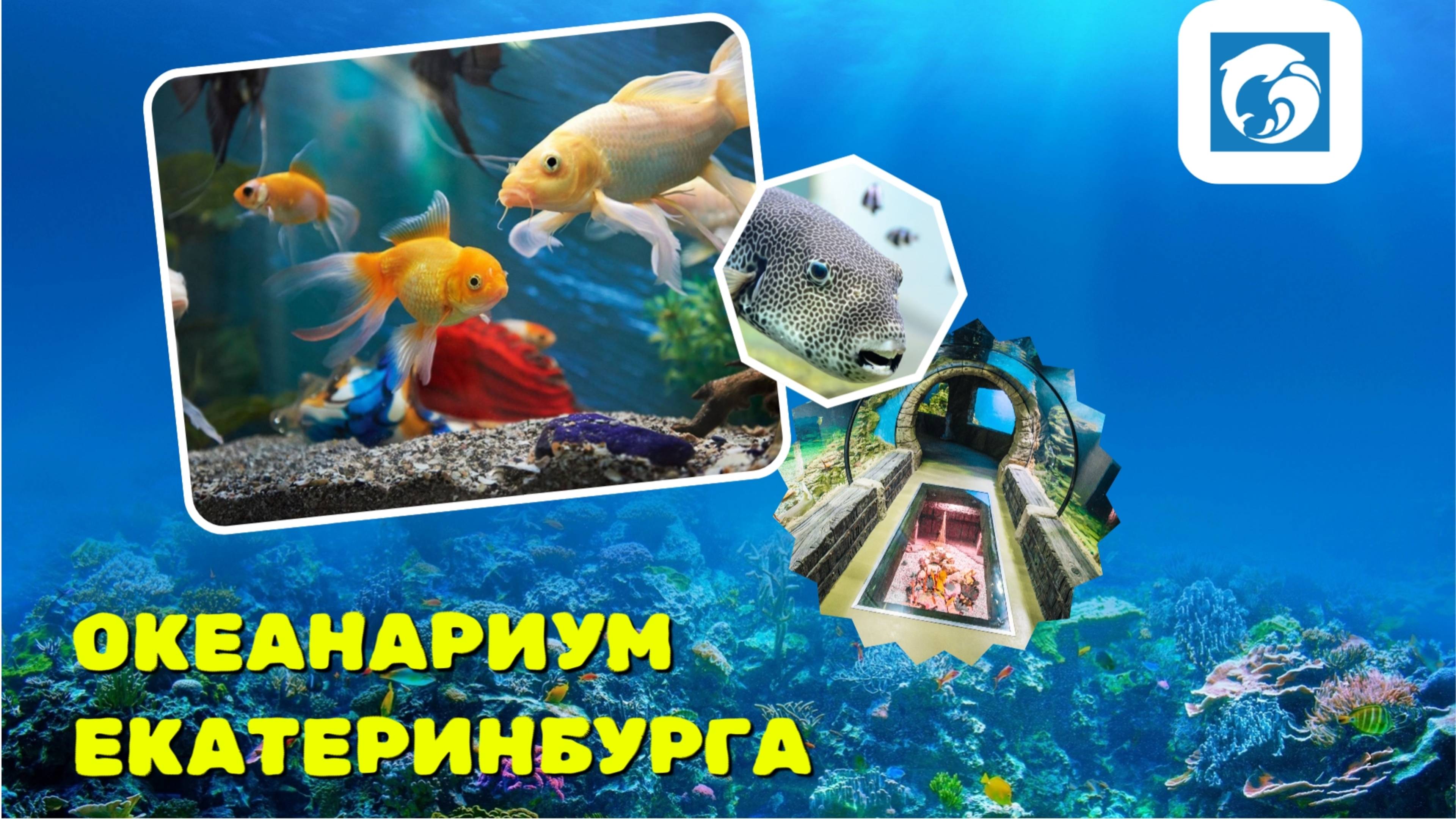 ПОСЕТИЛИ ОКЕАНАРИУМ ЕКАТЕРИНБУРГА / ЯНВАРЬ 2025 / 4К смотреть онлайн