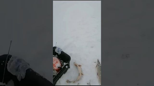 Рыбак Валера опять с рыбой.