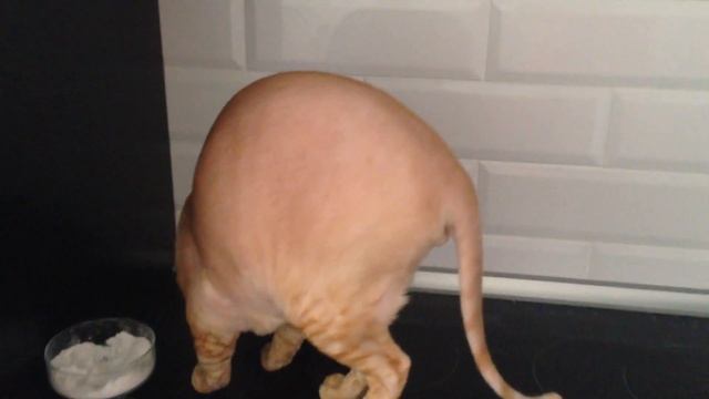 Охота на буженину смотреть онлайн