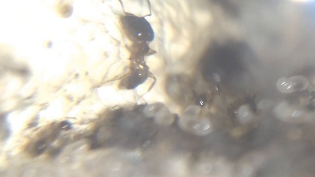 Pheidole Megacephala SHORT DOCUMENTARY | Mega Project Presented by Ant Co смотреть онлайн