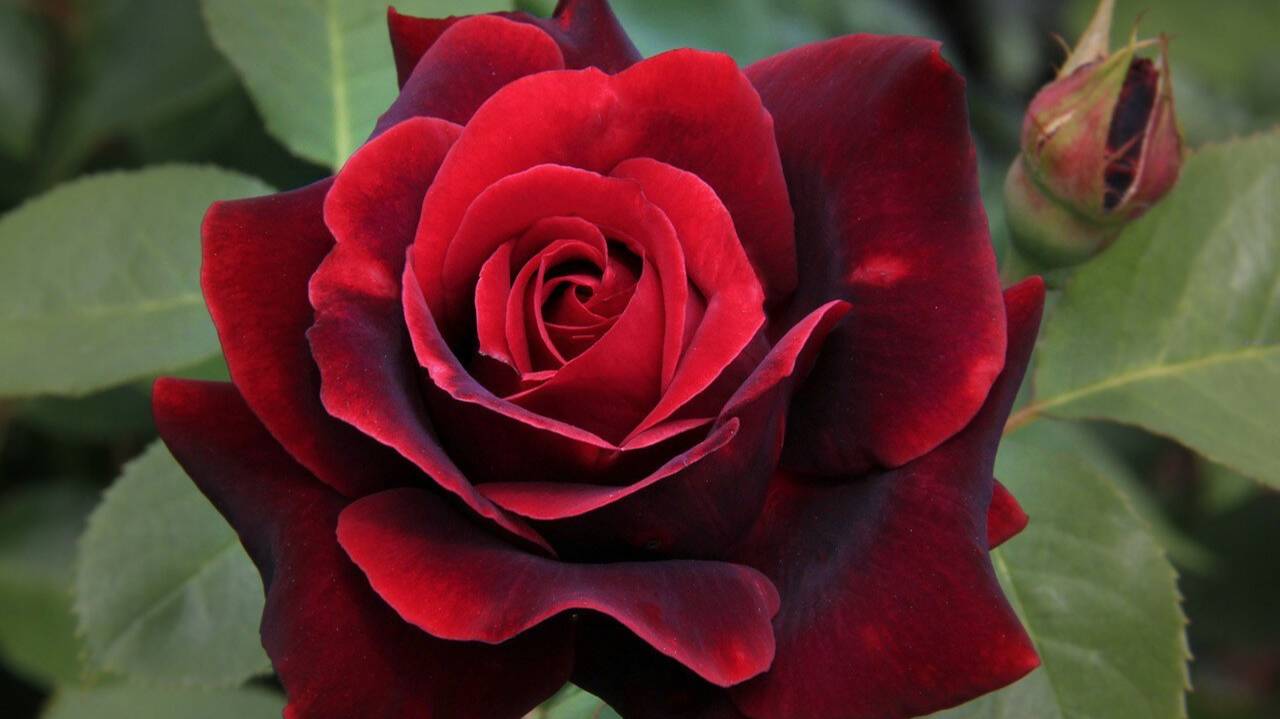 Обрезка высоких чайно-гибридных роз. Питомник Роз Полины Козловой Rozarium.bi