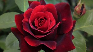 Обрезка высоких чайно-гибридных роз. Питомник Роз Полины Козловой rozarium.bi