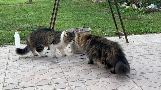 Коты делят территорию смотреть онлайн
