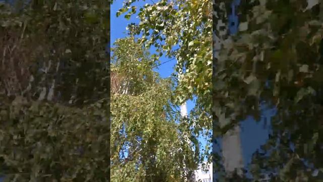 шелест берёзы . столбцы смотреть онлайн