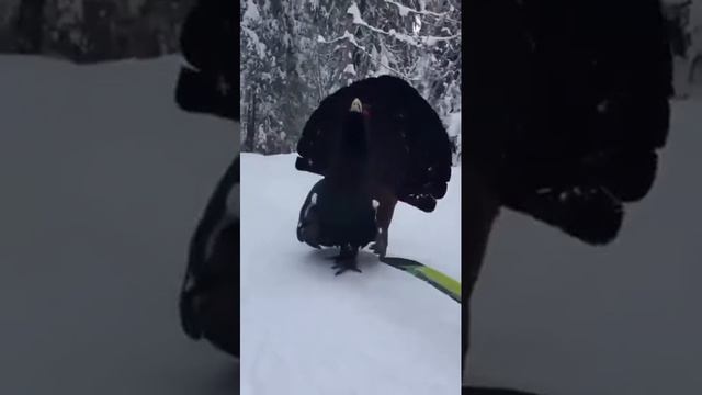 Это глухарь. смотреть онлайн