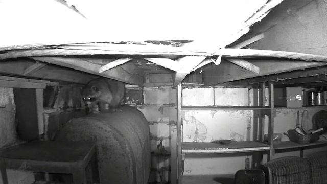 Trail Camera #27 смотреть онлайн
