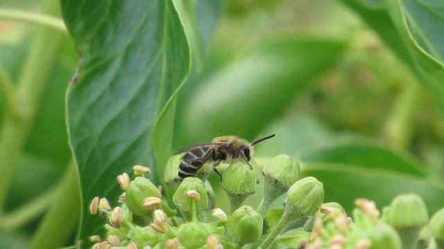 Ivy Bee смотреть онлайн