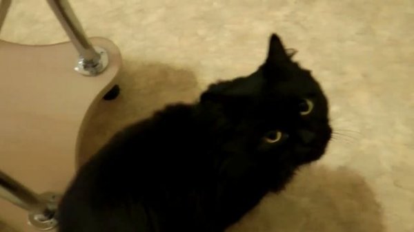 Black cat (черный кот)