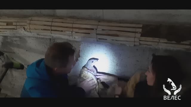 Спасли раненую 