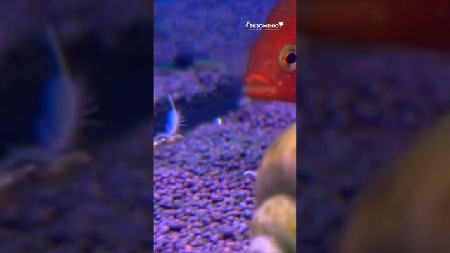 Эксперимент! Отличит ли мама хромис еду от своих детей? 😅 #аквариум #exomenu #аквариумныерыбки смотреть онлайн