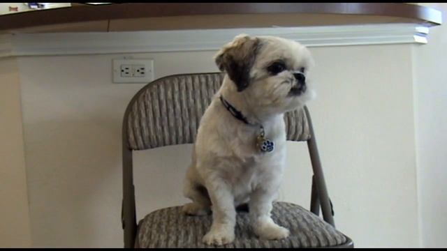 Sonny the Wonder Dog learns Geometry смотреть онлайн