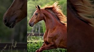 Янош Берленко Скакун |Со За Мурш Баро| (Текст в Описании)