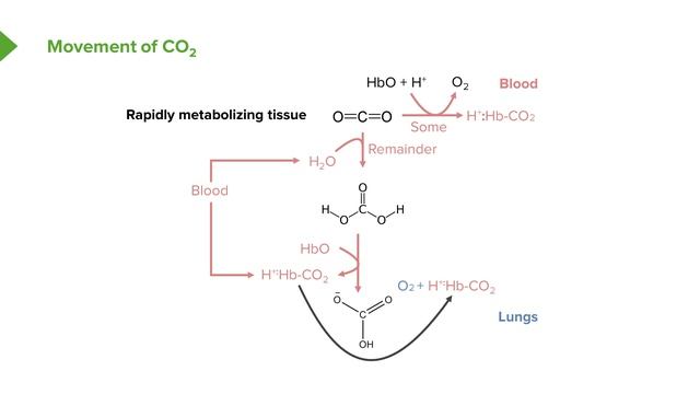 04.05 Movement Of CO2