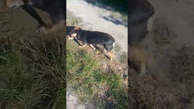 Собачка Аська не может скрыть радость - хозяйка пришла! смотреть онлайн