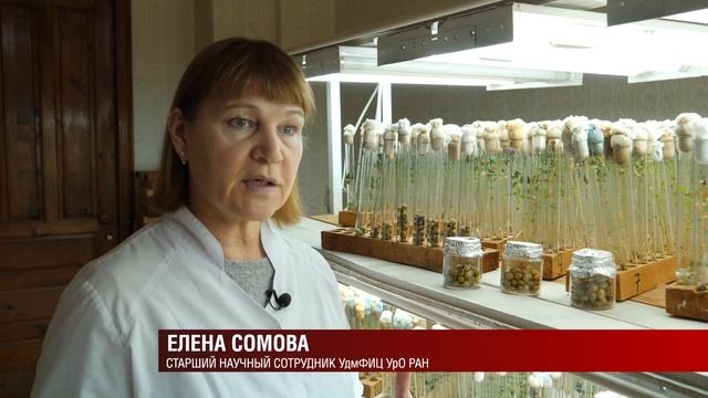 Экспериментальные сорта картофеля смотреть онлайн