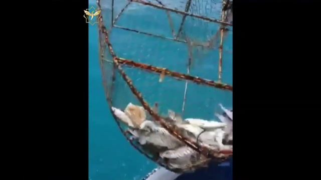 ЗАВЕСА. ЧАСТЬ ПЕРВАЯ. смотреть онлайн