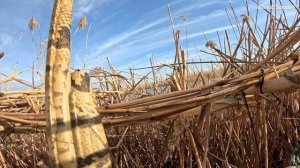 ПЕРВАЯ ОХОТА на УТКУ 🦆🦆🦆 в 2025 году. Краснодарский край, Брюховецкий район.