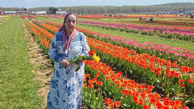 Gollandiya Lolalarini k'orishga bo'rdik. | Holland Ridge Farms смотреть онлайн