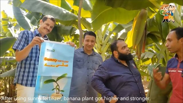 In egypt banana farmers use sunny granular water soluble fertilizer смотреть онлайн
