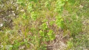 #смородина#приствольный круг#подкормка