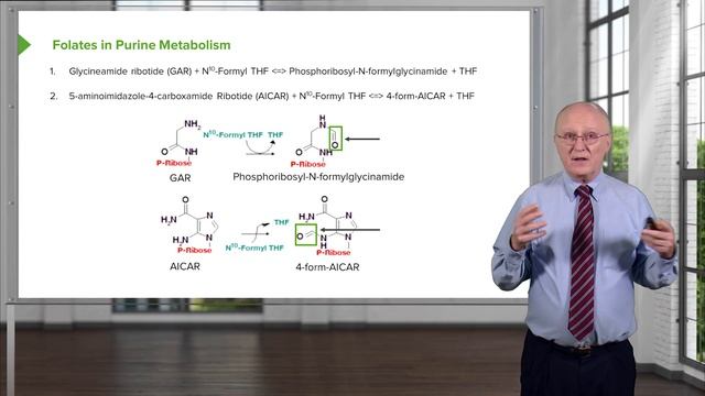 02.04 Folate Metabolism And Recycling
