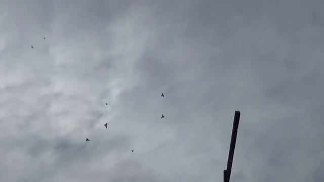 бойные желтошеии и серые в полете у Малышева Н. В. п. Нежинский ПМО смотреть онлайн