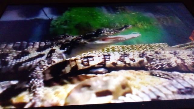 Мир рептилий в террариуме. Очень интересный и полезный опыт общения с красивыми рептилиями.