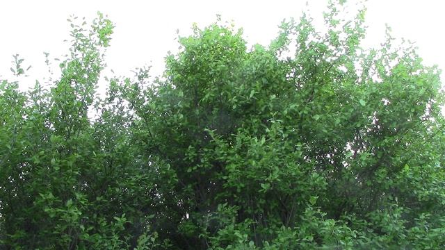MVI_1431 смотреть онлайн