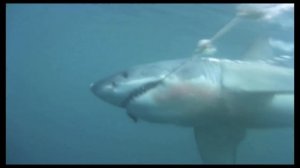 Над глубиной. Хроника выживания