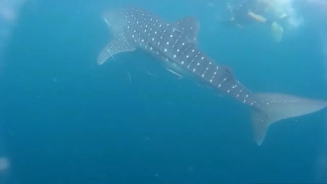 Whale Sharks, Koh Tao Island, Thailand, Ban's Diving Resort смотреть онлайн