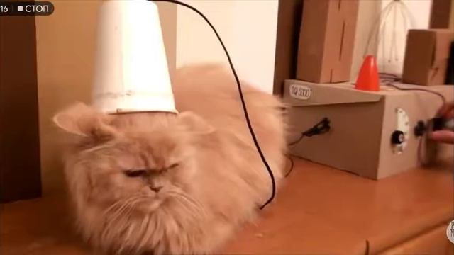 Эксперимент над котом смотреть онлайн