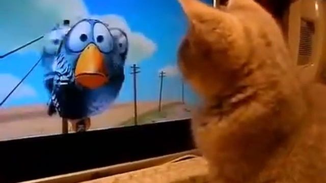 ▶ Котенок смотрит мультик Прикольные собаки и кошки YouTube 360p смотреть онлайн