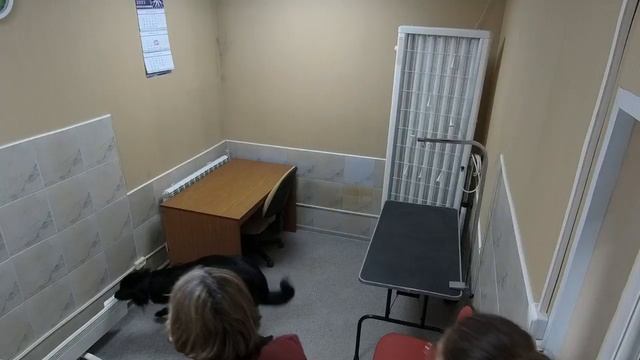 Соревнования Nosework РАНВ 23.04.23 Помещение 2 место смотреть онлайн