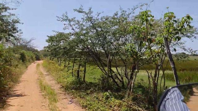 Sítio Lagoa seca zona rural de Estrela de Alagoas. Alagoas - nordeste Brasil смотреть онлайн