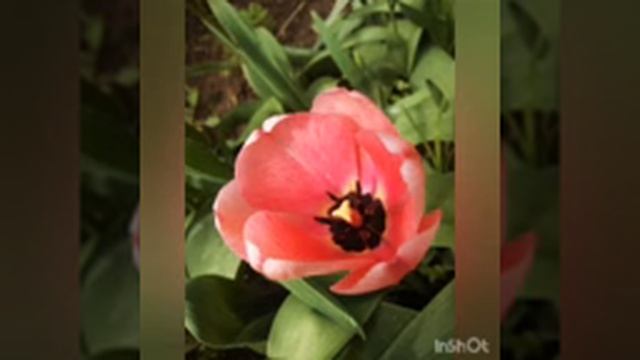 27 М Бумажные звуки. #енотпарамир, #чародейка, #годбумаги,  #мишьен,#простоенот, смотреть онлайн