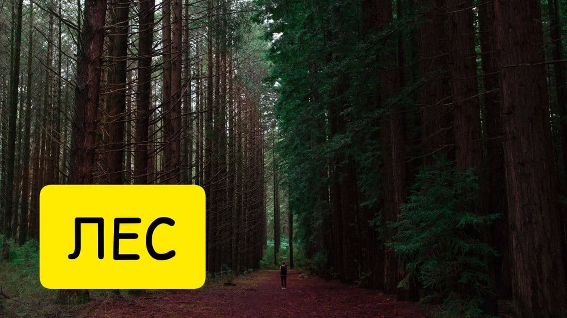 К чему снится ЛЕС. Видеть лес ВО СНЕ. Толкование сна. Сонник смотреть онлайн