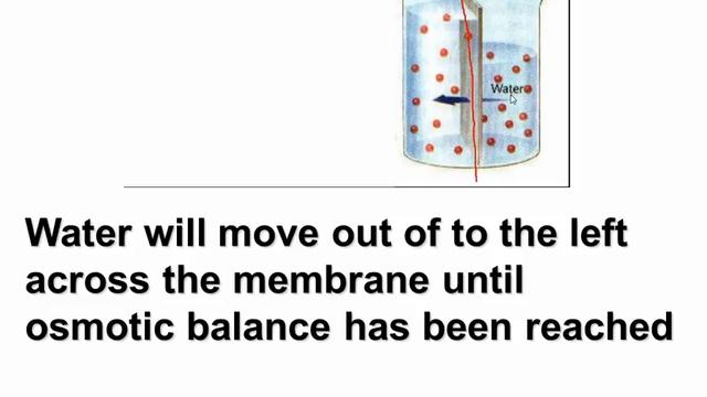 Cell Lecture Segment 3 Cell Membrane Transportation.mp4 смотреть онлайн