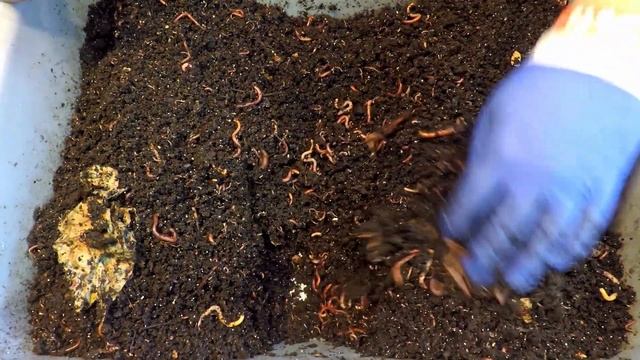 168 day (24 week) old worm composting system receives 13th feeding - vermicompost смотреть онлайн