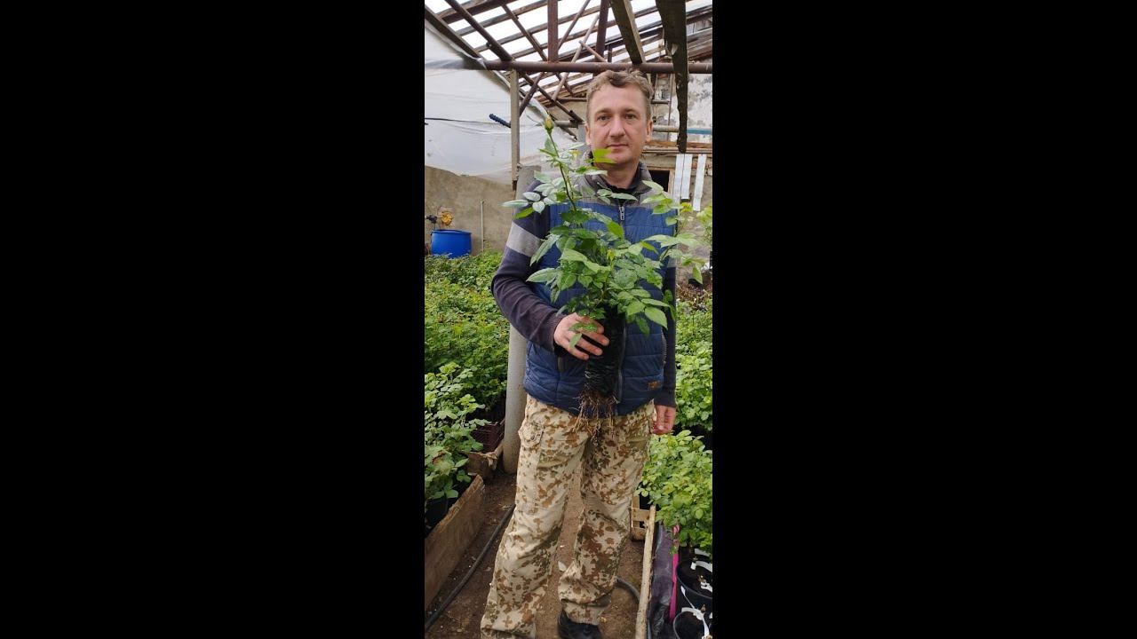 Советы по розам после получения наших саженцев. смотреть онлайн