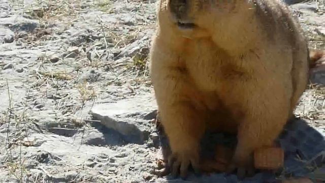 Himalayan Marmot 2.mp4 смотреть онлайн
