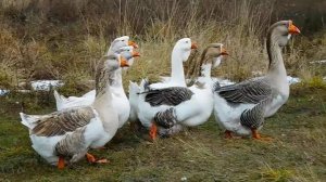 Разведение Холмогорских гусей .