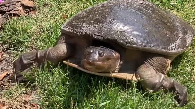 Florida Softshell Turtle 2022 - Little Lake Santa Fe (June 22, 2022) смотреть онлайн