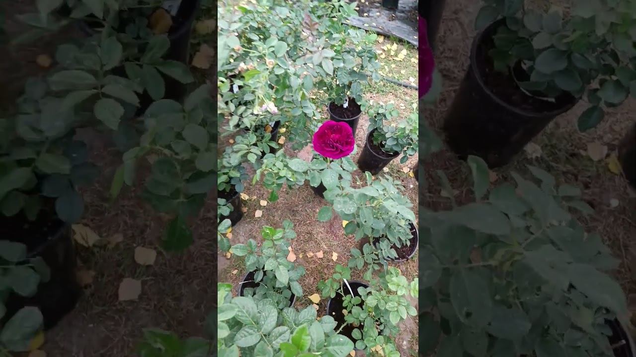 Красота ищет своего покупателя на рынке г. Курска (23 и 24 сентября 2023 г) смотреть онлайн