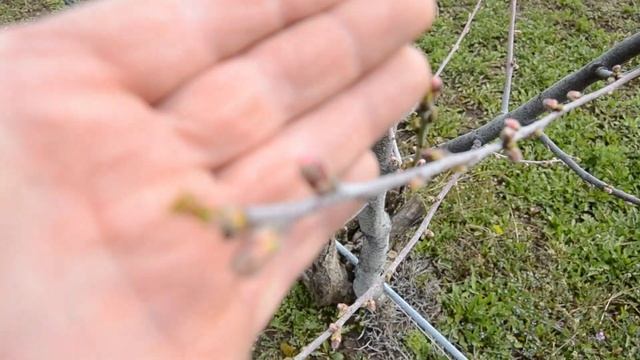 Обробіток дерев персика , нектарина і сливи перед цвітінням смотреть онлайн