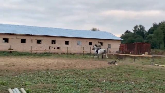 Выездковая тренировка смотреть онлайн