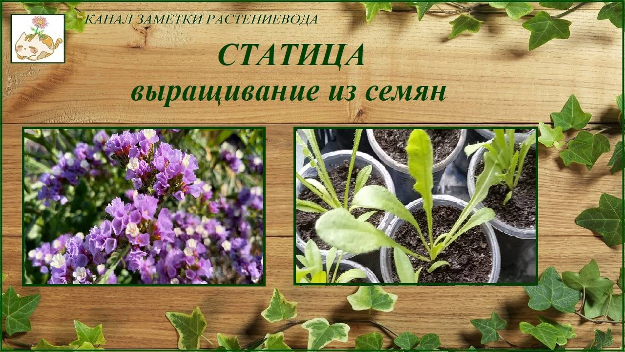 Статица - выращивание из семян смотреть онлайн