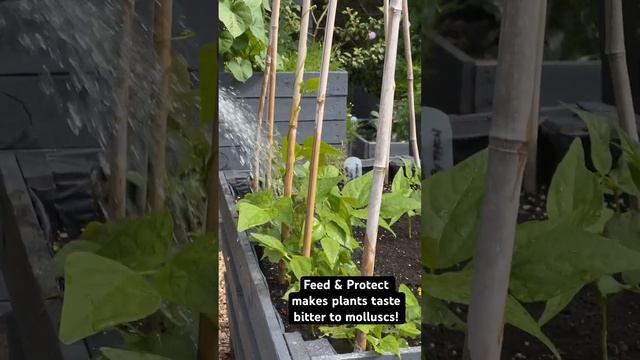 What if Slugs Didn’t Like the Taste of Plants? смотреть онлайн